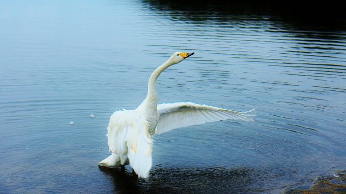 ウトナイ湖の景色、白鳥