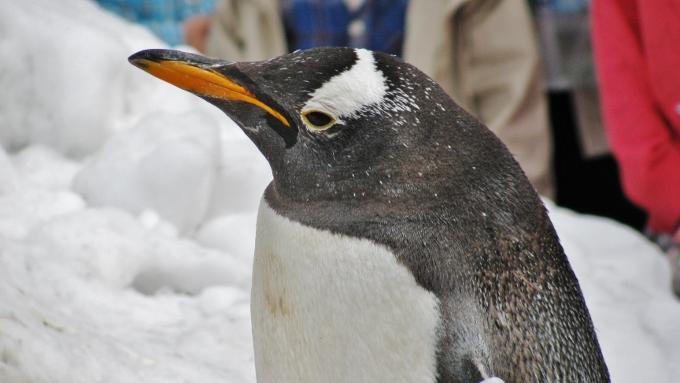小樽水族館のペンギンショーの景色