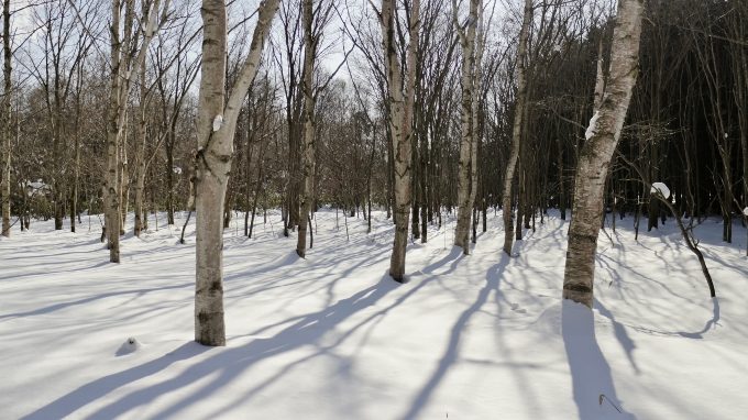 野幌森林公園、大沢口、冬の景色