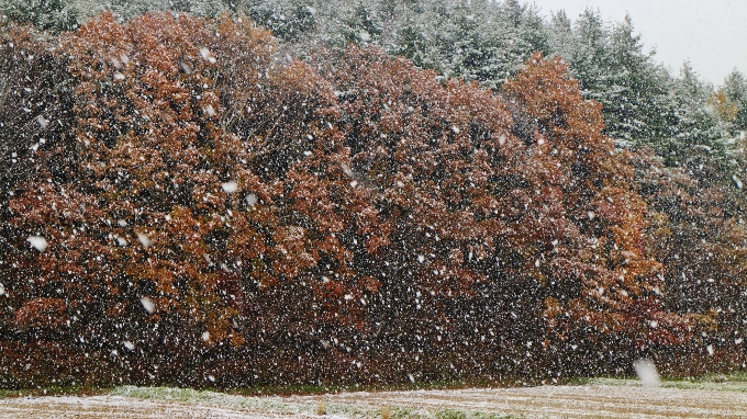 紅葉と雪のコラボ景色！なかなかレアな景色だと思いません？／北広島市