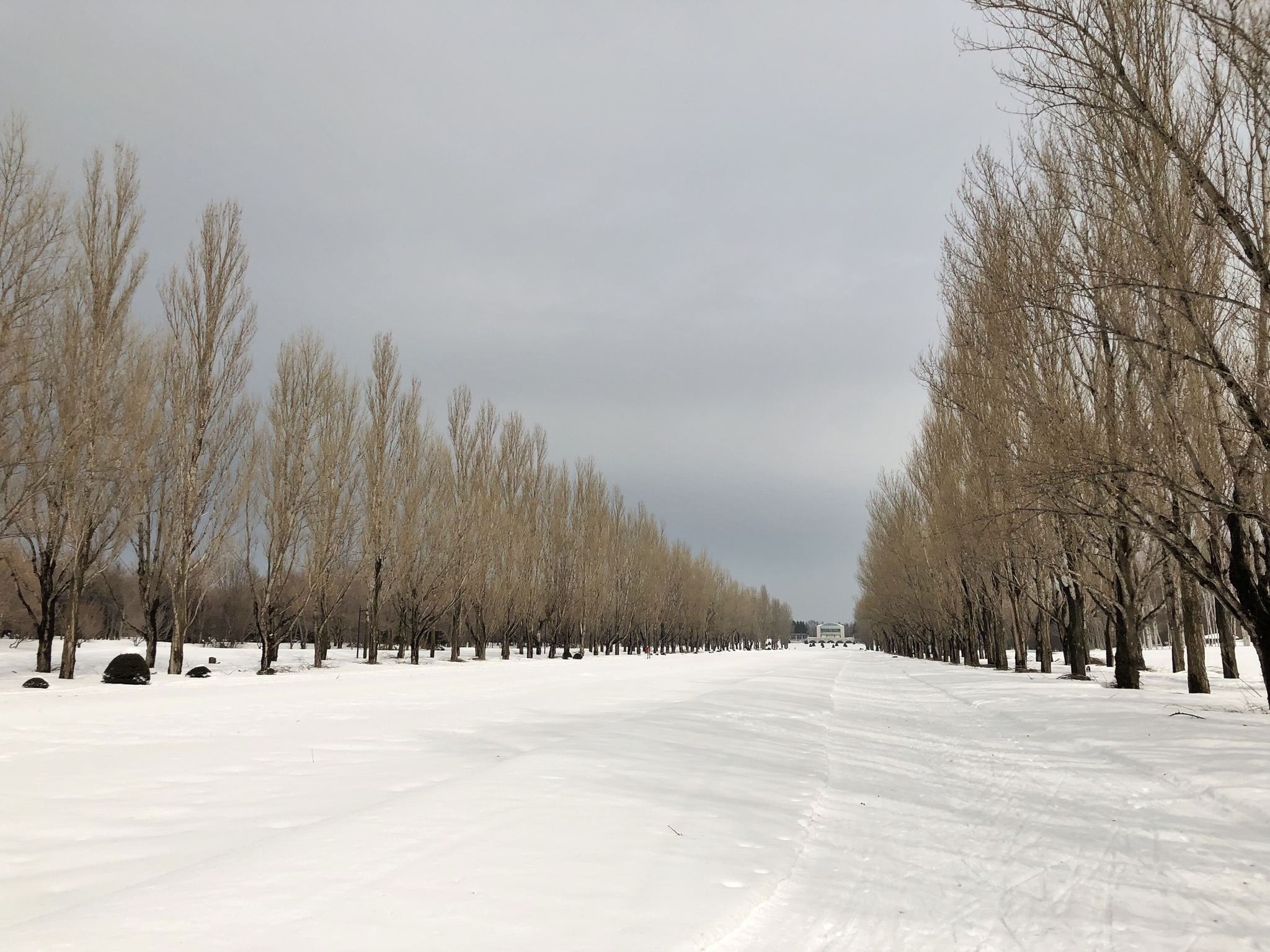 冬の手稲前田森林公園の景色。お散歩行きました／札幌市手稲区