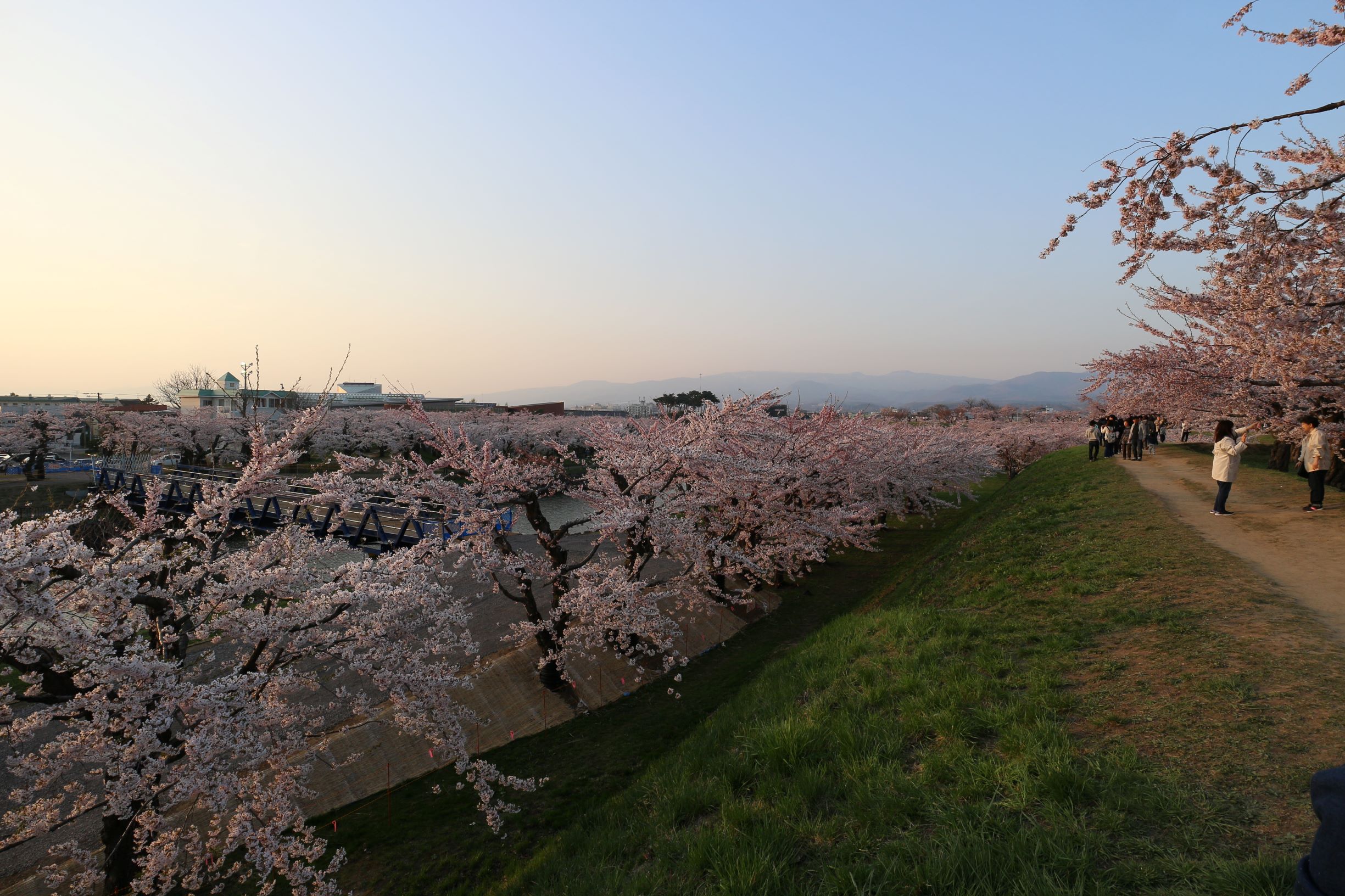 函館五稜郭公園の桜の景色｜五稜郭タワー