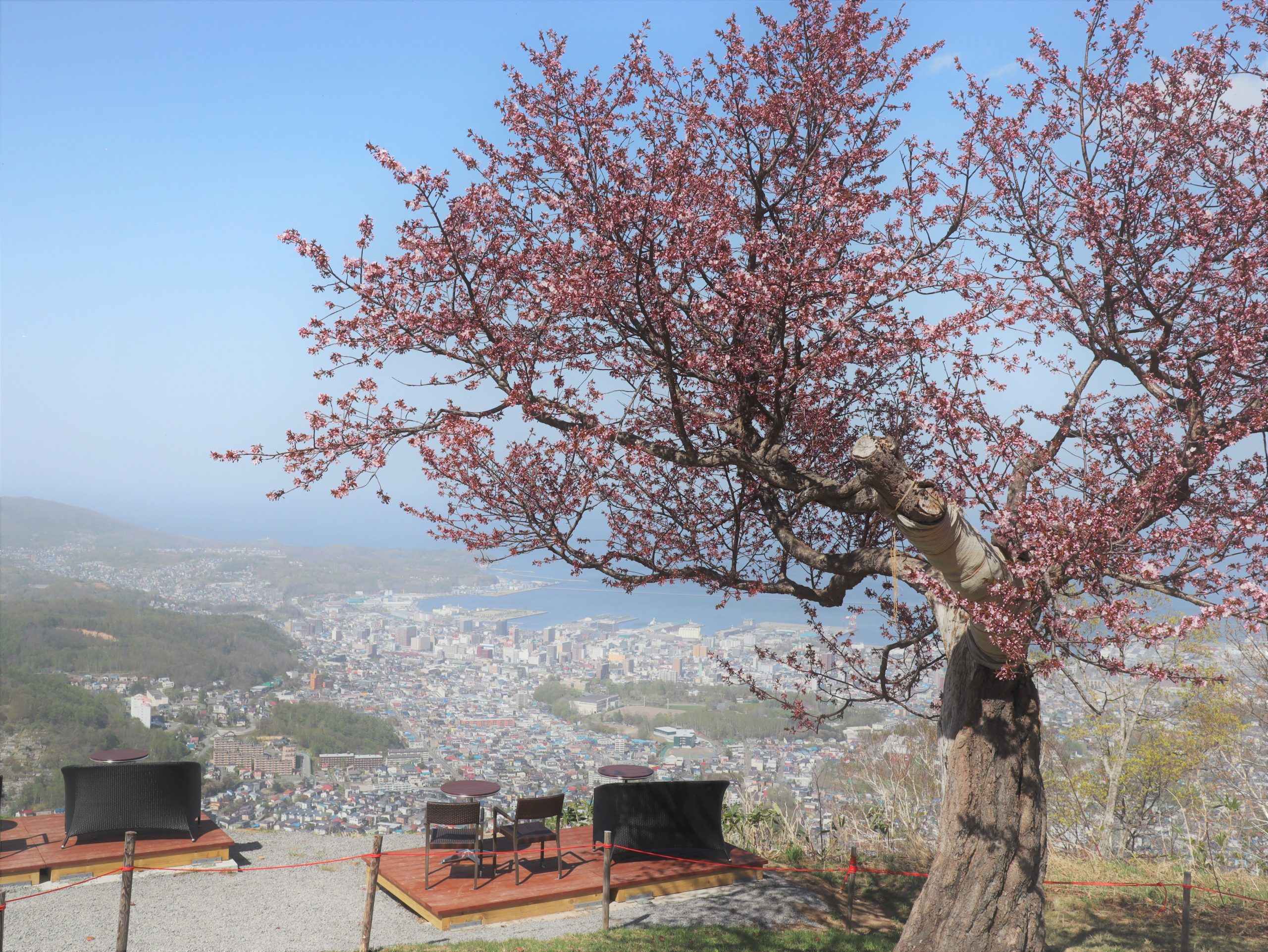 天狗山からの小樽の景色は絶景！でございます。天狗桜の季節｜2021/5
