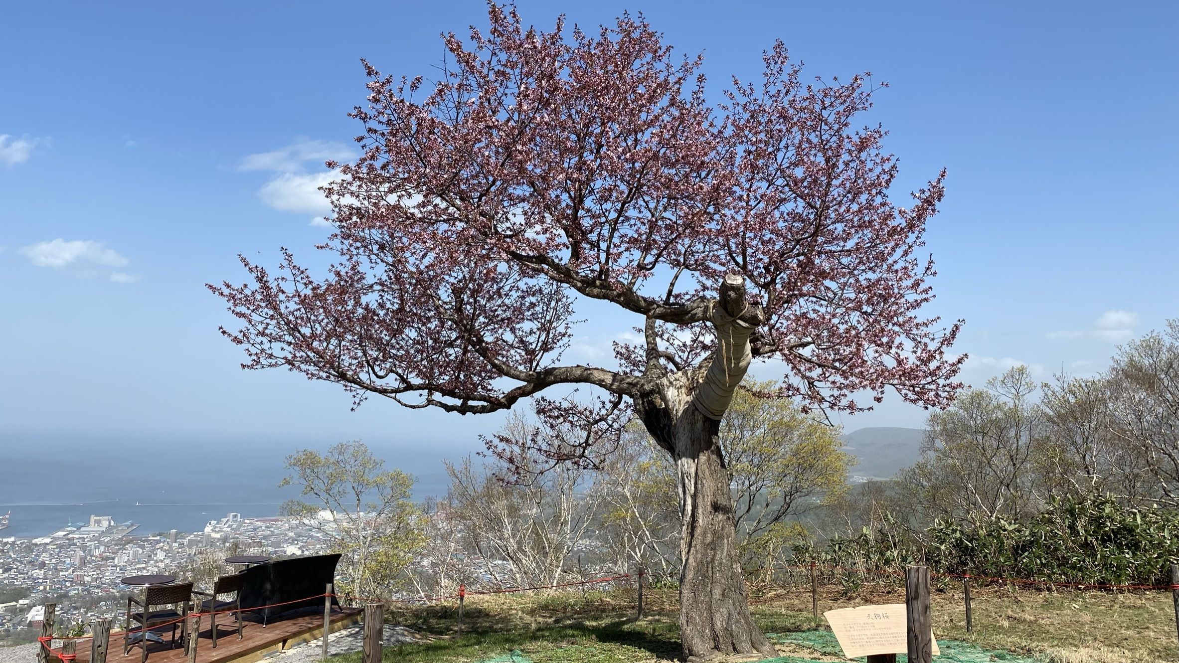 小樽天狗山からの景色、天狗桜