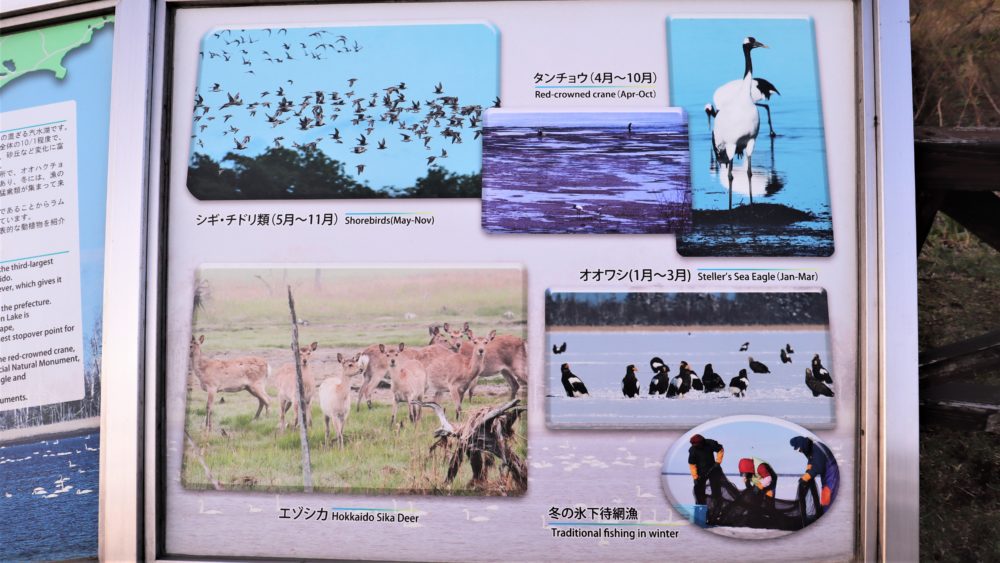 風連湖の動物たち｜北海道旅行